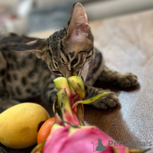Photo №4. I will sell savannah cat in the city of Ливерпуль. private announcement, from nursery, breeder - price - negotiated