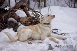 Photo №2 to announcement № 22503 for the sale of non-pedigree dogs - buy in Russian Federation private announcement
