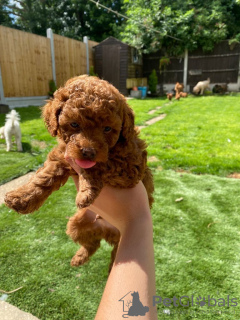 Photo №3. very playful Toy poodle puppies for free adoption. Germany