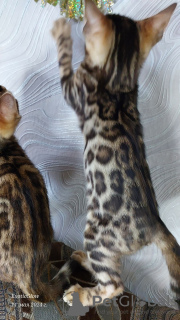 Additional photos: Bengal kittens