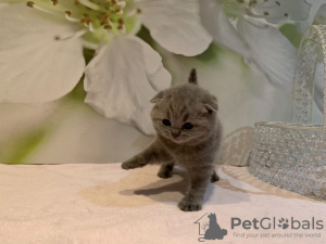 Photo №2 to announcement № 118359 for the sale of scottish fold - buy in Germany private announcement, breeder