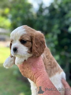 Photo №2 to announcement № 136551 for the sale of cavalier king charles spaniel - buy in Germany breeder