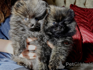 Photo №1. pomeranian - for sale in the city of Гамбург | Is free | Announcement № 9587