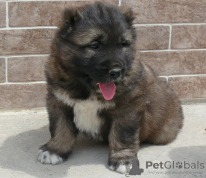 Photo №1. caucasian shepherd dog - for sale in the city of Sevastopol | negotiated | Announcement № 10671