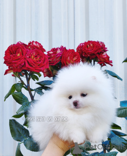 Photo №1. pomeranian - for sale in the city of Tbilisi | negotiated | Announcement № 171216