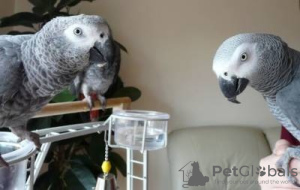 Photo №3. African Grey Parrots for adoption. Germany