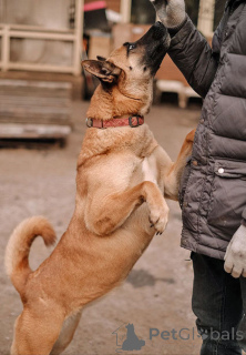 Photo №4. I will sell non-pedigree dogs in the city of St. Petersburg. private announcement - price - Is free