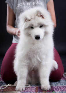 Photo №3. Samoyed. Super Boy. Russian Federation