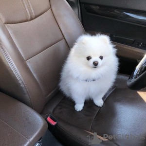 Photo №1. pomeranian - for sale in the city of Los Angeles | 550$ | Announcement № 11437
