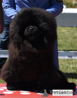 Photo №4. I will sell chow chow in the city of Belgrade. breeder - price - negotiated