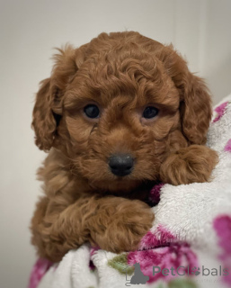 Photo №1. non-pedigree dogs - for sale in the city of Франкфурт-на-Майне | 470$ | Announcement № 143444