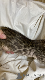 Photo №4. I will sell bengal cat in the city of Krasnodar. breeder - price - 130$