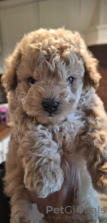Photo №1. poodle (toy) - for sale in the city of Skagway | 300$ | Announcement № 51100