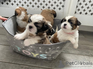 Photo №1. non-pedigree dogs - for sale in the city of Bamberg | Is free | Announcement № 118097