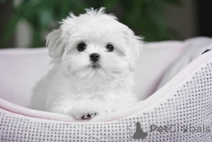 Photo №2 to announcement № 135604 for the sale of maltese dog - buy in Ukraine breeder