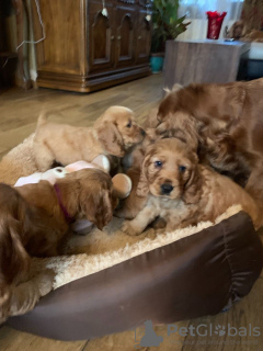 Photo №3. Lovely healthy Cocker Spaniel puppies for Adoption. Netherlands