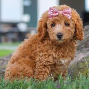 Photo №4. I will sell poodle (toy) in the city of Munich. private announcement - price - 723$