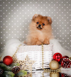 Photo №1. pomeranian - for sale in the city of Minsk | 1054$ | Announcement № 4716