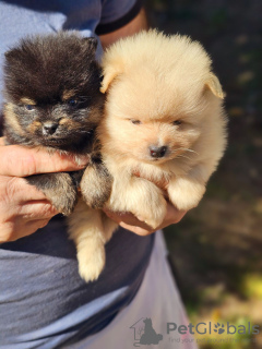 Photo №4. I will sell pomeranian in the city of Belgrade.  - price - 423$