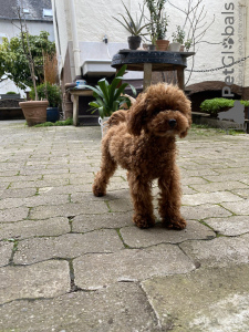 Photo №3. toy poodle. Germany