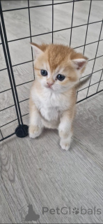Photo №1. british shorthair - for sale in the city of Nizhny Novgorod | 668$ | Announcement № 173306