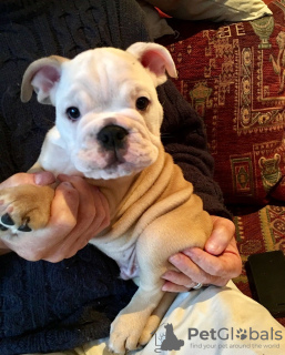 Photo №4. I will sell english bulldog in the city of Kazan. private announcement, breeder - price - 475$