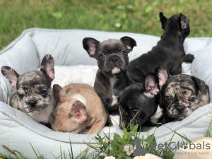 Photo №4. I will sell french bulldog in the city of St. Petersburg. private announcement - price - 475$