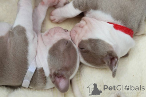 Photo №3. Available. United States