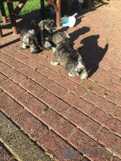 Photo №2 to announcement № 137789 for the sale of giant schnauzer - buy in Germany breeder