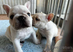 Photo №4. I will sell english bulldog, french bulldog in the city of Leipzig. breeder - price - negotiated