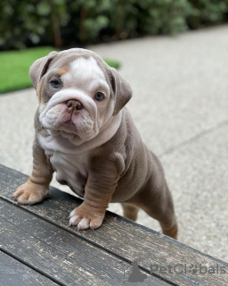 Photo №1. english bulldog - for sale in the city of Miami | Is free | Announcement № 11417