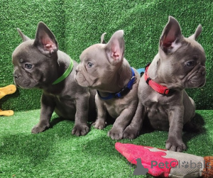 Photo №1. french bulldog - for sale in the city of Mdina | Is free | Announcement № 107001