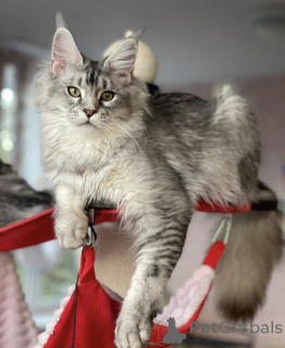 Photo №2 to announcement № 163187 for the sale of maine coon - buy in Germany breeder