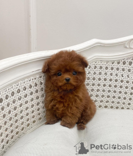 Photo №1. poodle (toy) - for sale in the city of Berlin | negotiated | Announcement № 68776
