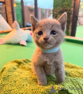 Photo №1. russian blue - for sale in the city of Miechów | 361$ | Announcement № 178695