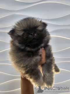 Photo №2 to announcement № 123087 for the sale of pomeranian - buy in Serbia private announcement