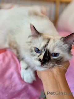 Photo №1. ragdoll - for sale in the city of Bulle | negotiated | Announcement № 155569