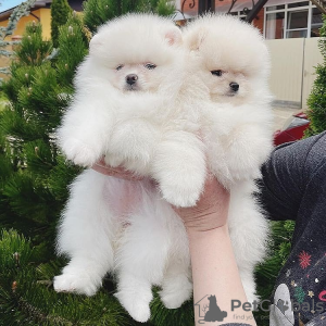 Photo №4. I will sell pomeranian in the city of Гамбург. from nursery, from the shelter, breeder - price - 211$