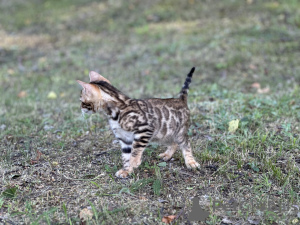 Photo №4. I will sell bengal cat in the city of Boston. private announcement, from nursery, breeder - price - negotiated