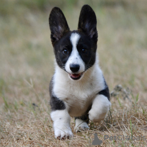 Additional photos: Welsh Corgi Cardigan puppy FCI