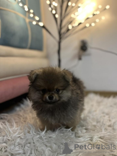 Photo №4. I will sell pomeranian in the city of Inđija. breeder - price - negotiated