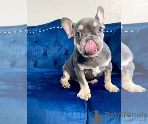 Photo №1. french bulldog - for sale in the city of Nuremberg | 528$ | Announcement № 56603