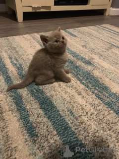 Photo №3. Vaccinated British shorthair kittens available for caring homes. Germany