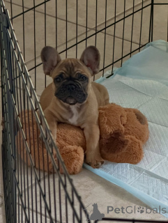 Photo №2 to announcement № 163617 for the sale of french bulldog - buy in Germany breeder
