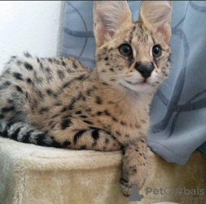 Photo №2 to announcement № 116138 for the sale of savannah cat - buy in United States private announcement, from nursery, from the shelter, breeder