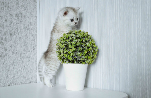 Photo №1. british shorthair - for sale in the city of Grodno | 350$ | Announcement № 6639