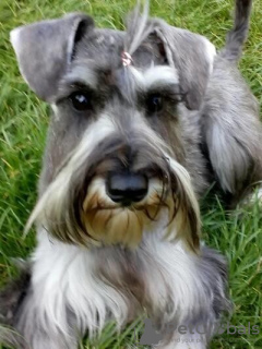 Photo №1. schnauzer - for sale in the city of Lviv | 475$ | Announcement № 48690