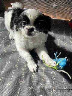 Photo №1. japanese chin - for sale in the city of Galtby | negotiated | Announcement № 162495