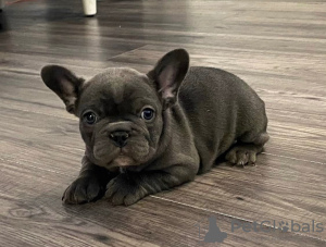 Photo №1. french bulldog - for sale in the city of Вилкавишкис | 300$ | Announcement № 40973