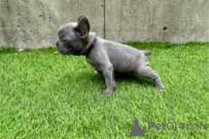 Photo №1. french bulldog - for sale in the city of Austin | 500$ | Announcement № 128146